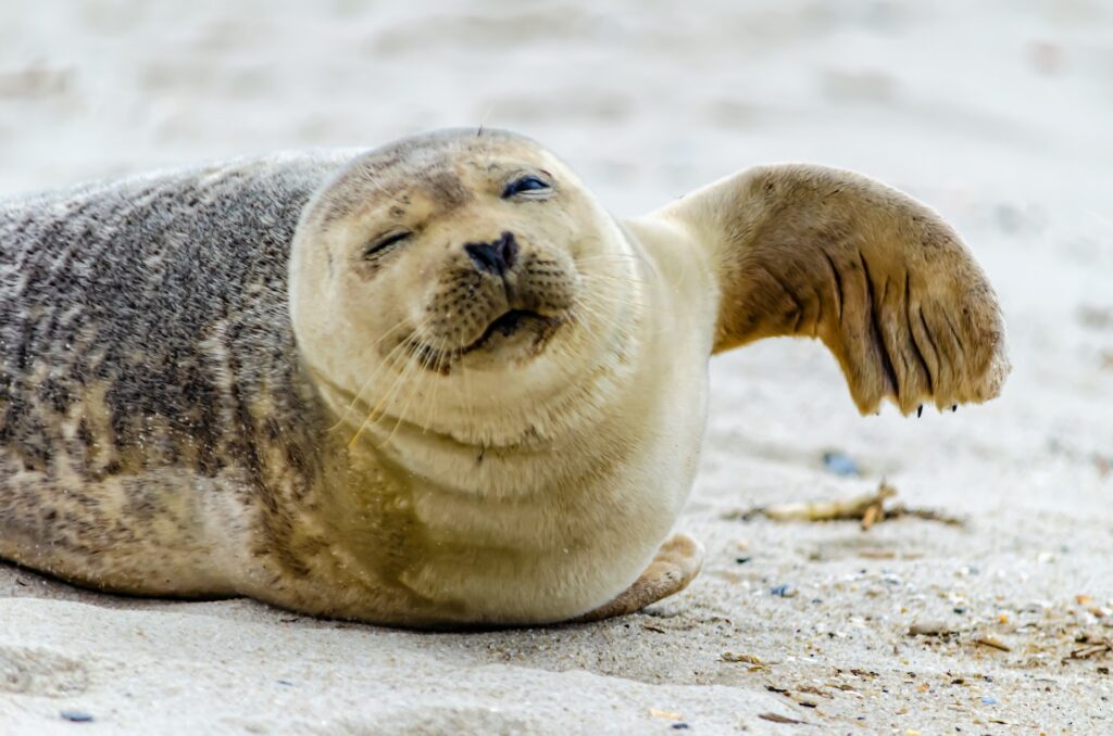 a cute seal